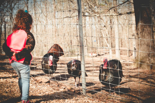 Girl looking at wild turkeys