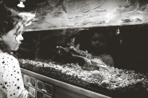 Girl looking at aquarium