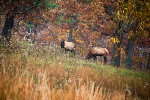 Elk in Fall