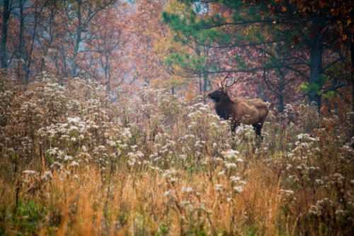 Elk in Fall