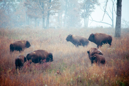 Herd of Bison on foggy field