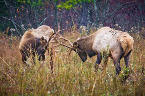 Two elk in fall rutting season, fighting 